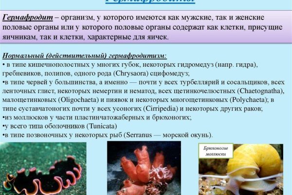 Kraken официальная ссылка tor