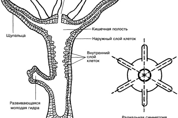 Актуальная ссылка на кракен kraken