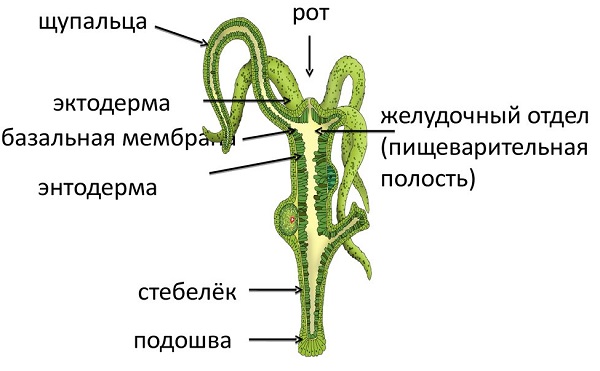 Ссылка для входа на сайт kraken